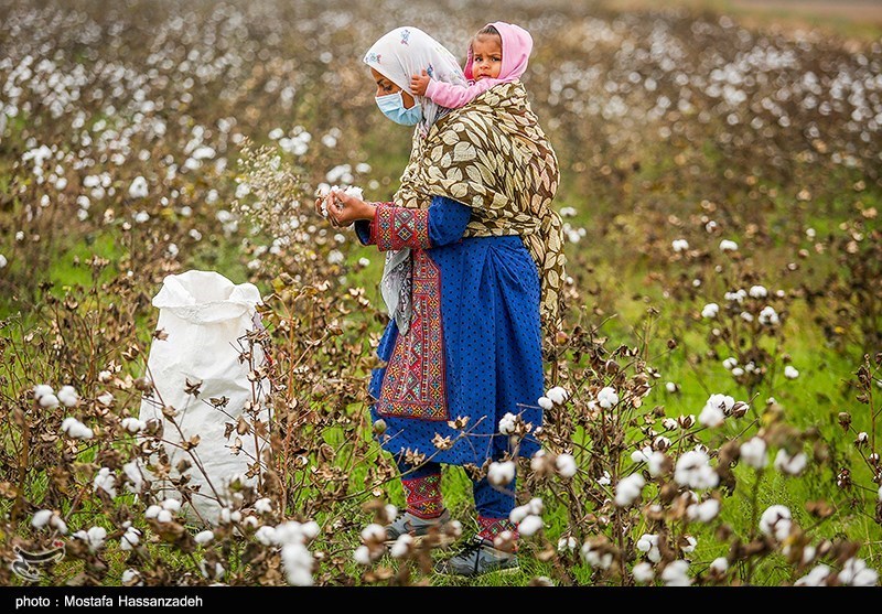 اخبار استان گلستان , کشاورزی , نظام مسائل استان گلستان , نظام مسائل استان , 