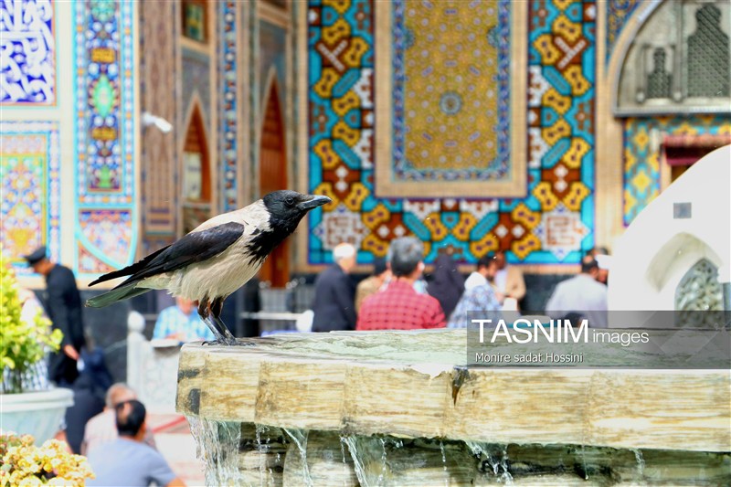 امام رضا (ع) , حرم امام رضا(ع) , خراسان رضوی , اخبار استان خراسان رضوی , مشهد مقدس , اخبار مشهد , زائر رضوی , زائران , آستان قدس رضوی , خادمیاران رضوی , 