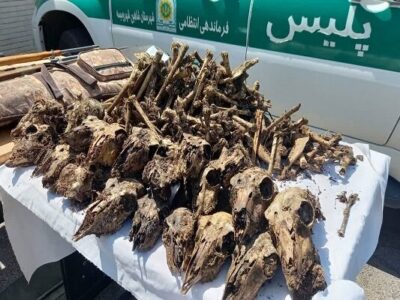 ۴۱ جمجمه آهو از چاه آب در شاهینشهر و میمه کشف شد