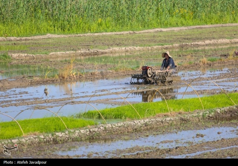 جنگ بر سر زمینهای کشاورزی شمال/ چالش تداخلات اراضی بین مردم و دولت اخبار استان مازندران , اخبار ساری , نظام مسائل استان , نظام مسائل استان مازندران ,